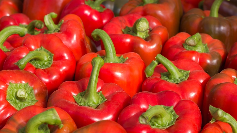 Cultivo de Chile