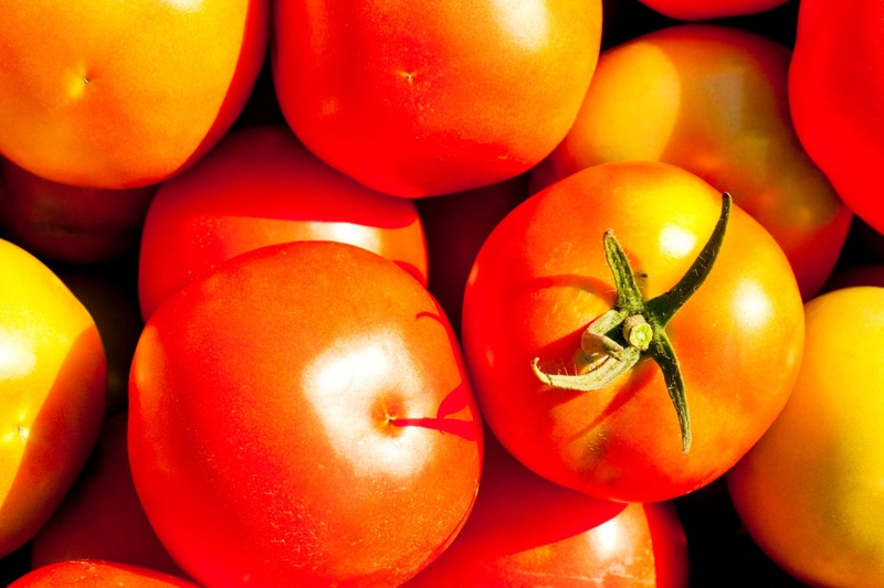 Cultivo de Tomate