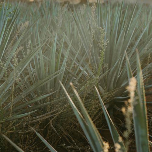 Agave agro hitec